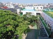 「ネムノキ」の花が咲いています